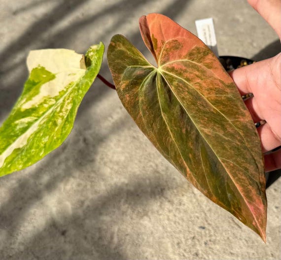 Anthurium Papillilaminum Var. X (fort Sherman X Ralph Lynam) Var