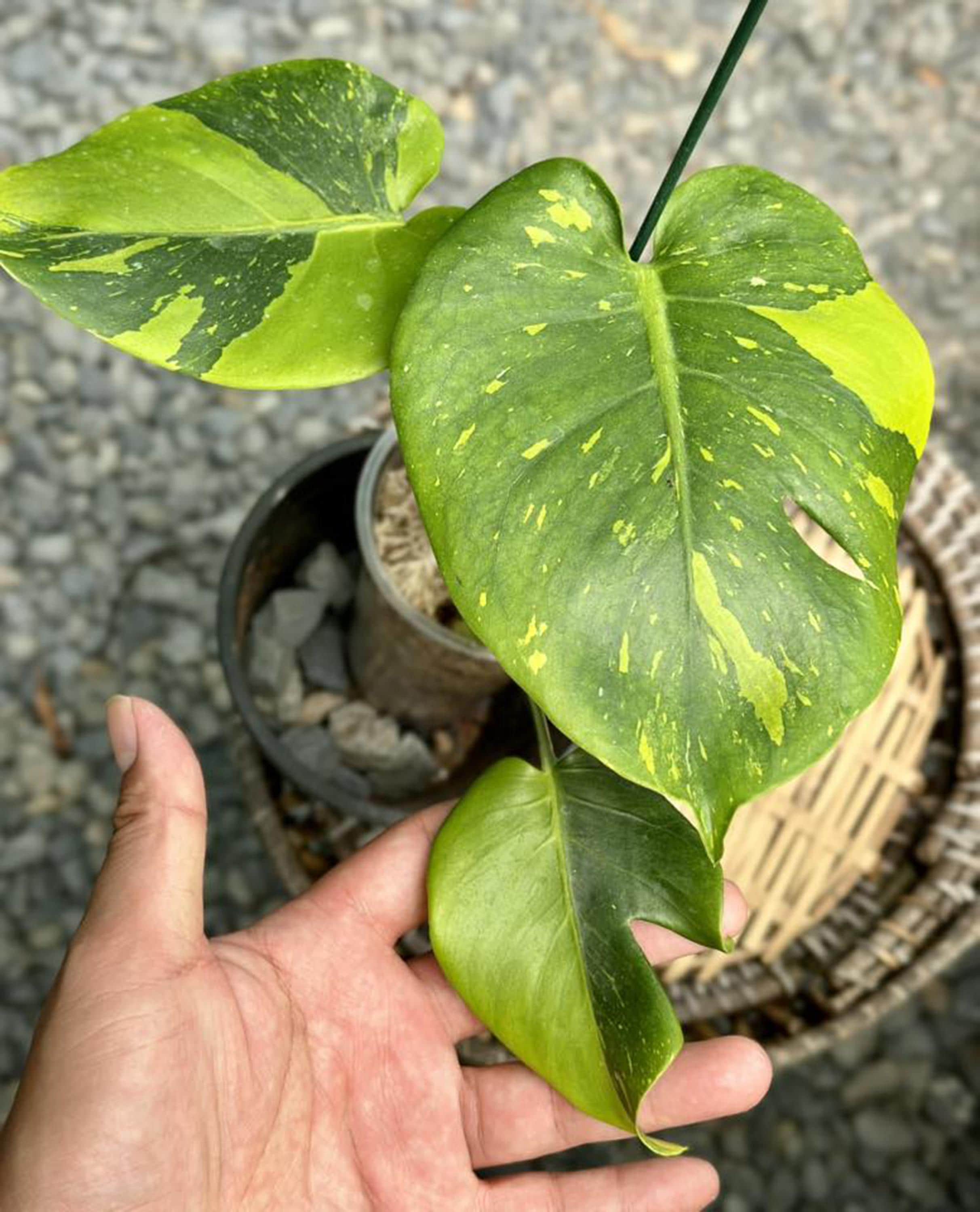 Monstera Deliciosa 