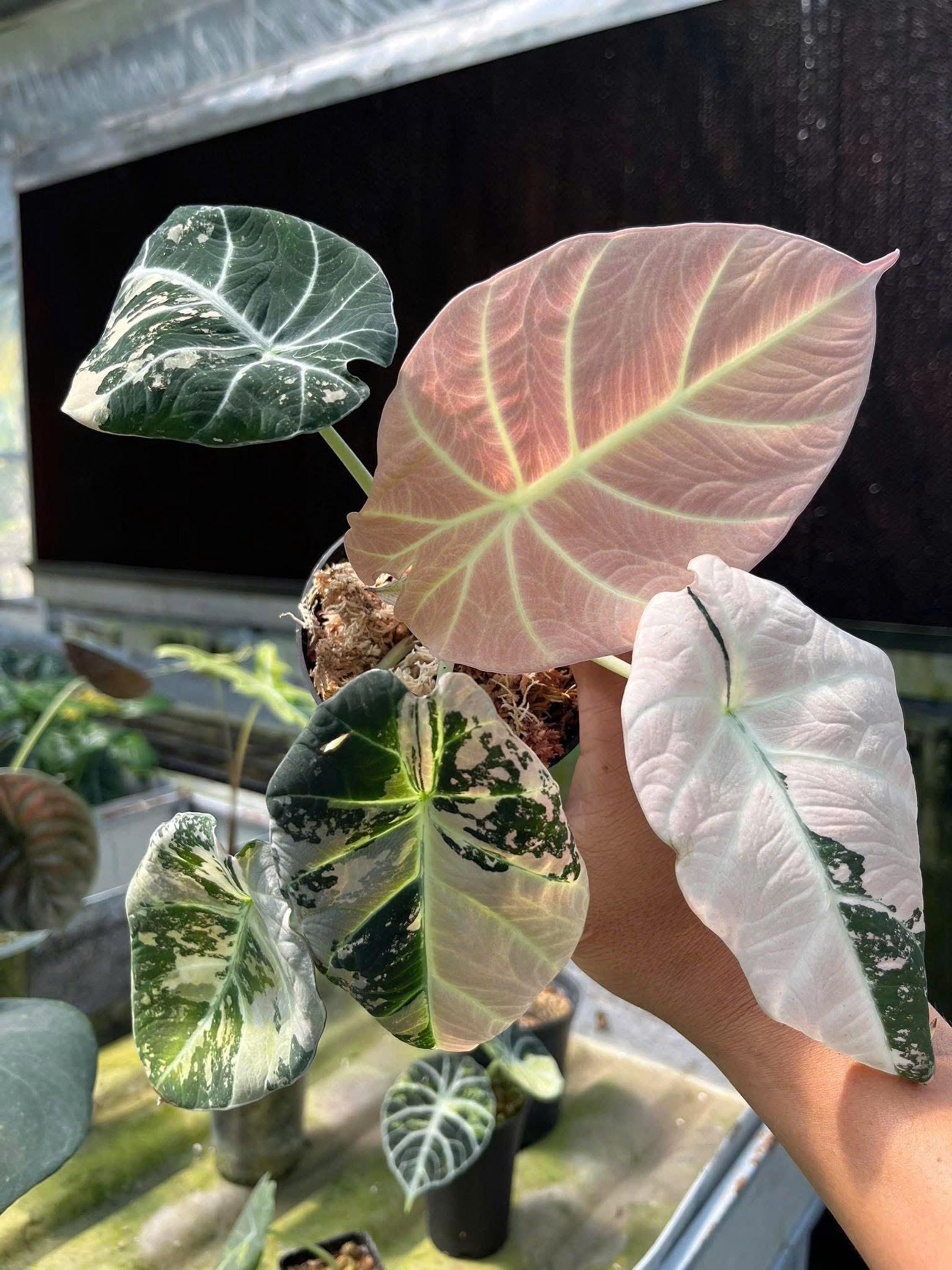 Variegated Pink Alocasia Black Velvet Tissue Culture - Etsy