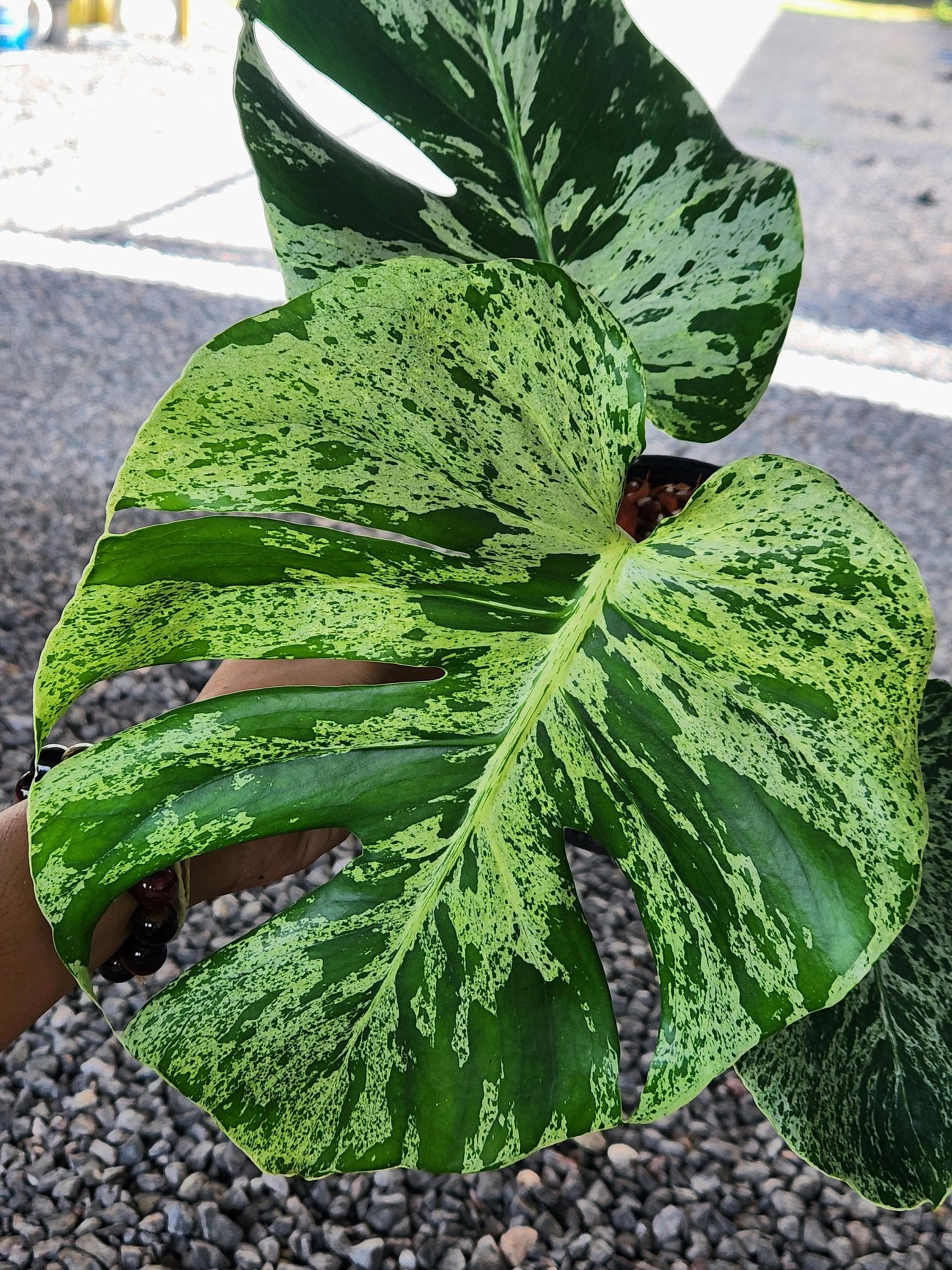 Monstera electro light - Etsy 日本