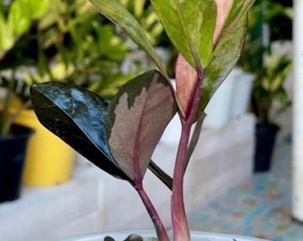 その他観葉植物 zamioculcas zamiifolia raven black pink Zamioculcas zamifolia (Raven ZZ ) pink variegated : r