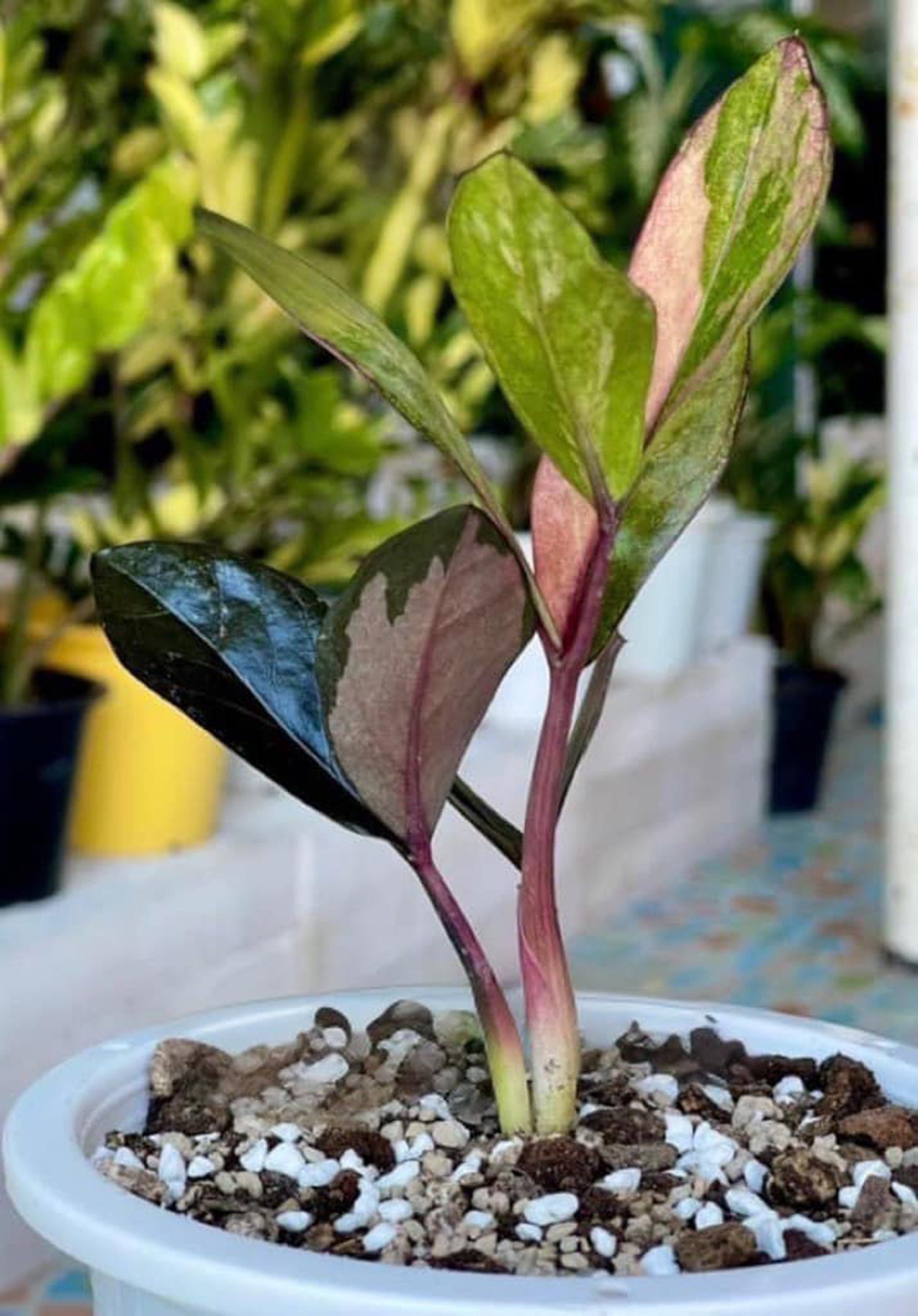 その他観葉植物 zamioculcas zamiifolia raven black pink Zamioculcas Zamiifolia Raven Black Pink Orange Variegated