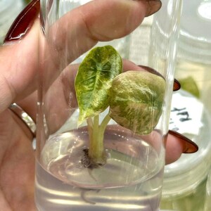 Alocasia Cuprea Red Secret Gold Latte - Gewebekultur Pflanze