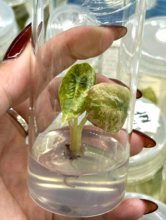 Variegated Alocasia Cuprea Red Secret Gold Latte – Tissue Culture