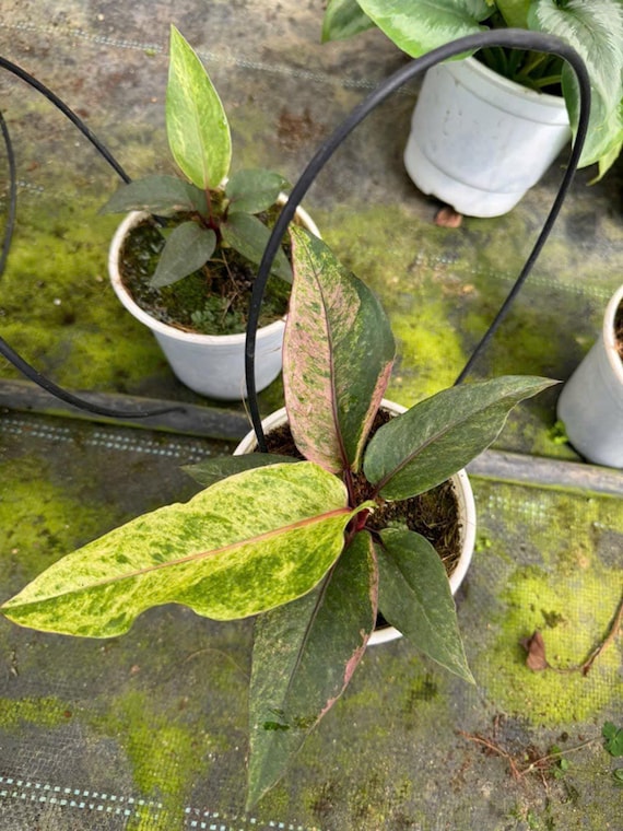 Anthurium Hookeri Pink Variegated 4