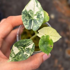 Alocasia bisma - Etsy 日本