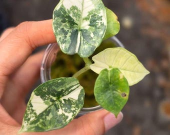 Alocasia Bisma Platinum Bunt, 10cm Topf, gut changierend