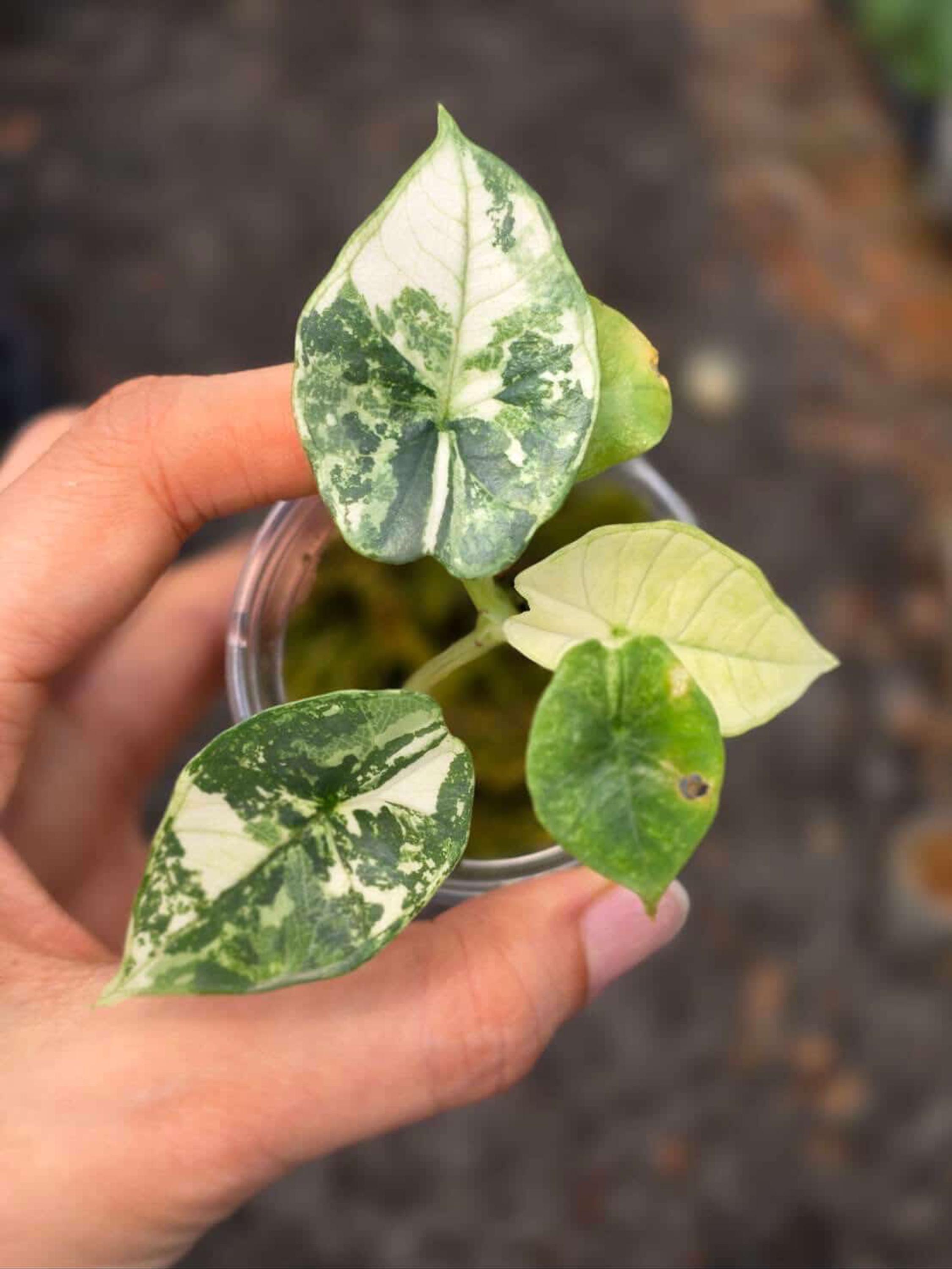 Alocasia bisma - Etsy 日本