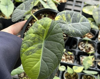 Alocasia Maharani Gold Lime, 4" pot well variegated
