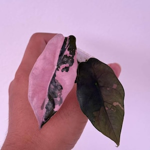 Alocasia chantrieri - Etsy 日本