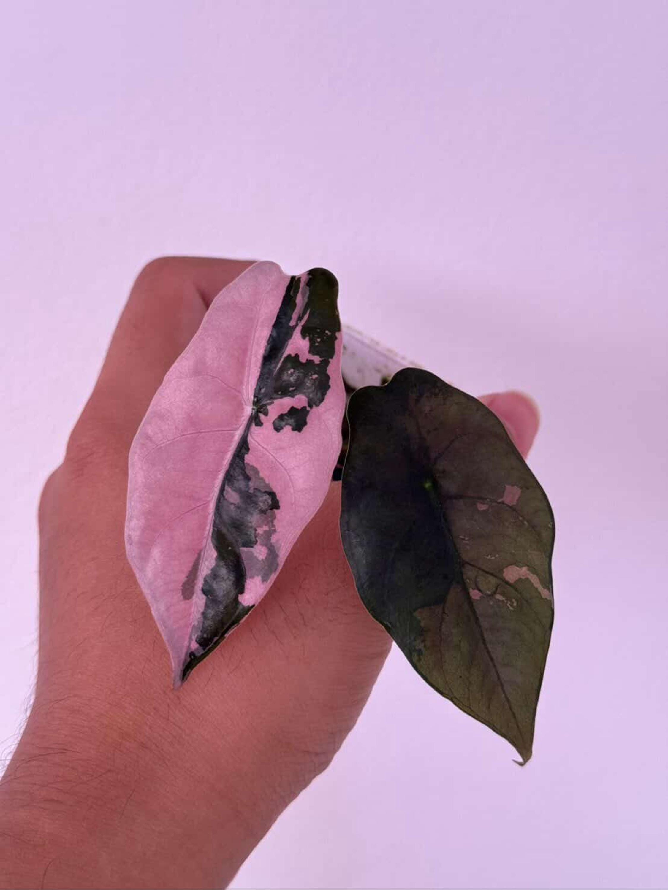 Alocasia chantrieri - Etsy 日本