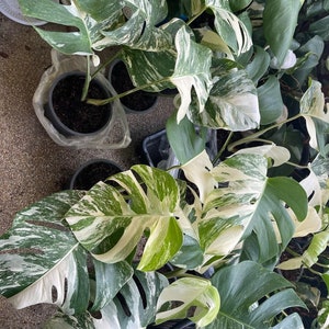 May include: A group of potted variegated Monstera plants with large, white and green leaves. The plants are in black pots and are sitting on a concrete surface.