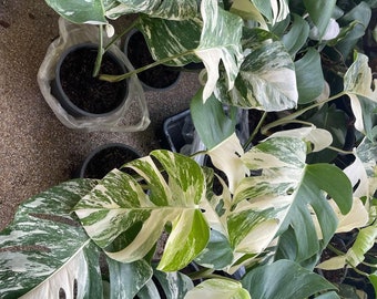 Monstera Borsigiana Albo Variegata, Well Variegated, 6" Pot