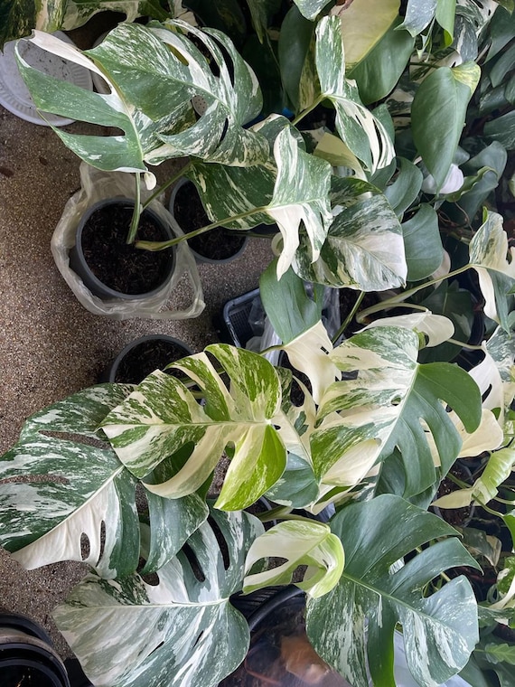 Monstera Borsigiana Albo Variegata, Well Variegated, 6" Pot
