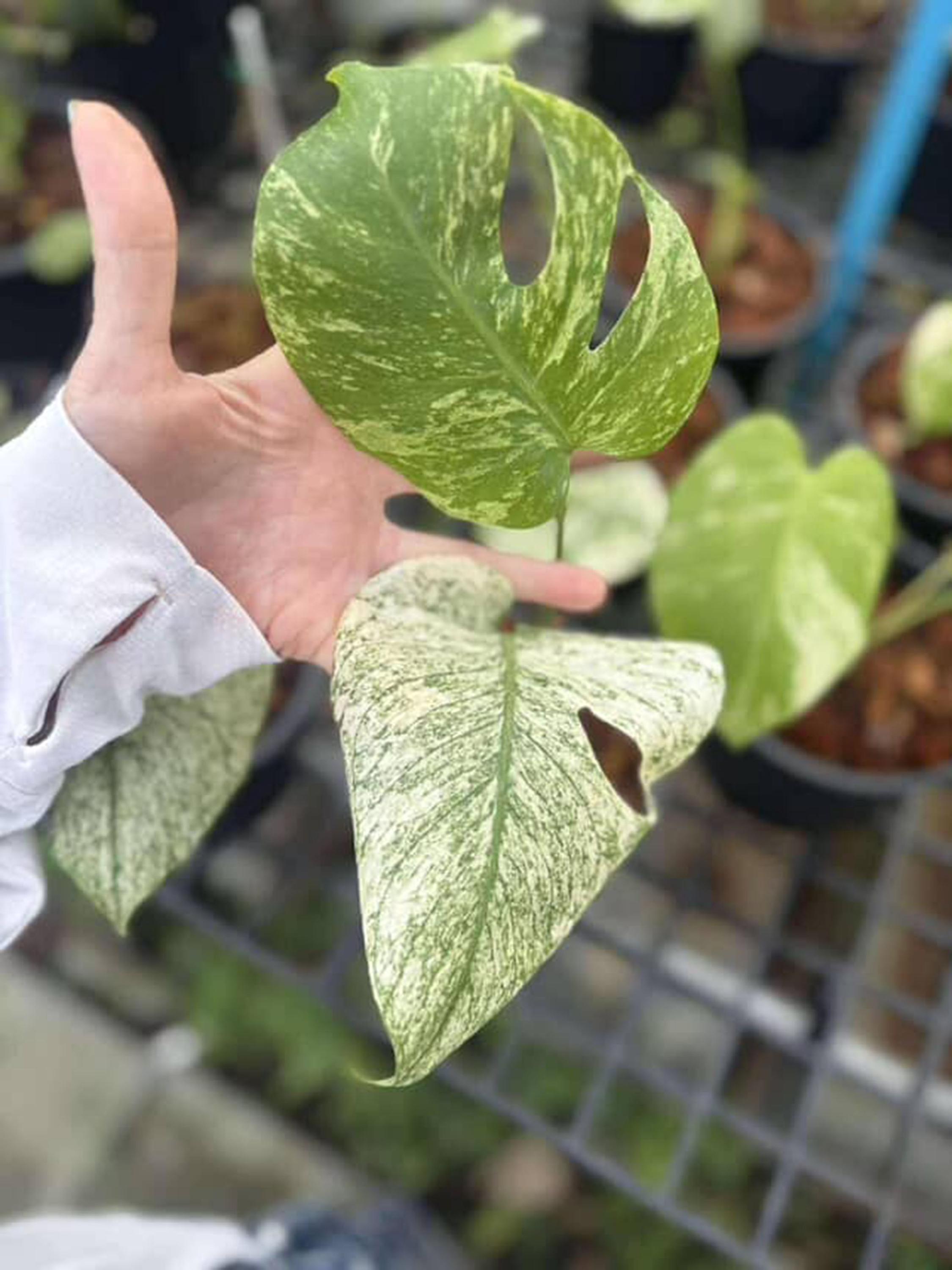 モンステラ シルバー スター、斑入りモンステラ デリシオサ - Etsy 日本