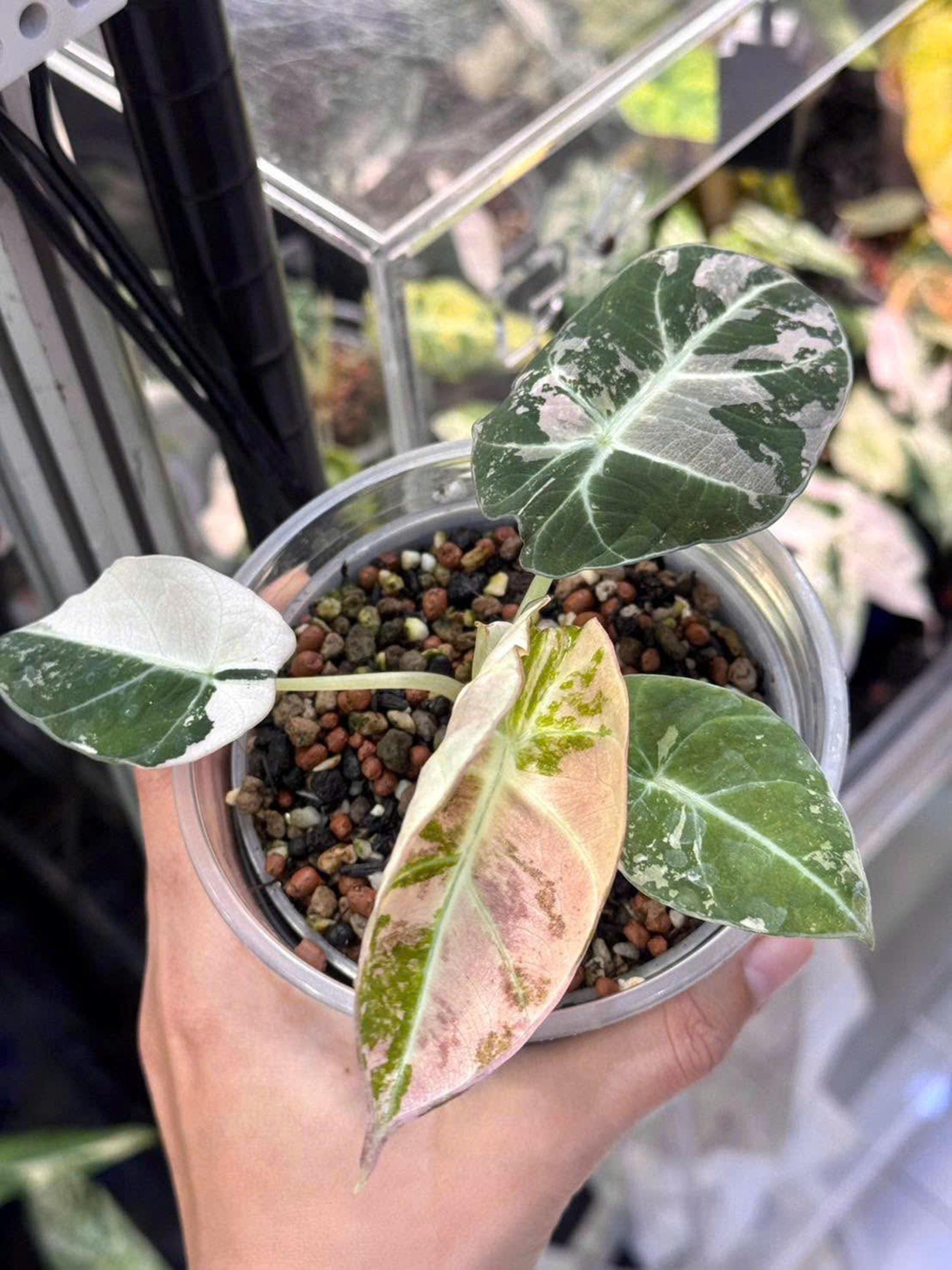 【Nyoqi1-1】Alocasia Black Velvet Pink(TC) Alocasia 'Black Velvet' Pink Variegated - Starter Plant