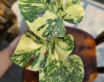 Variegated Yellow Marilyn Monstera Plant, 4