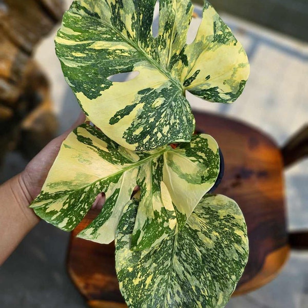 Creme Brulee Monstera Thai Constellation Variegated Starter Plant | Well variegation