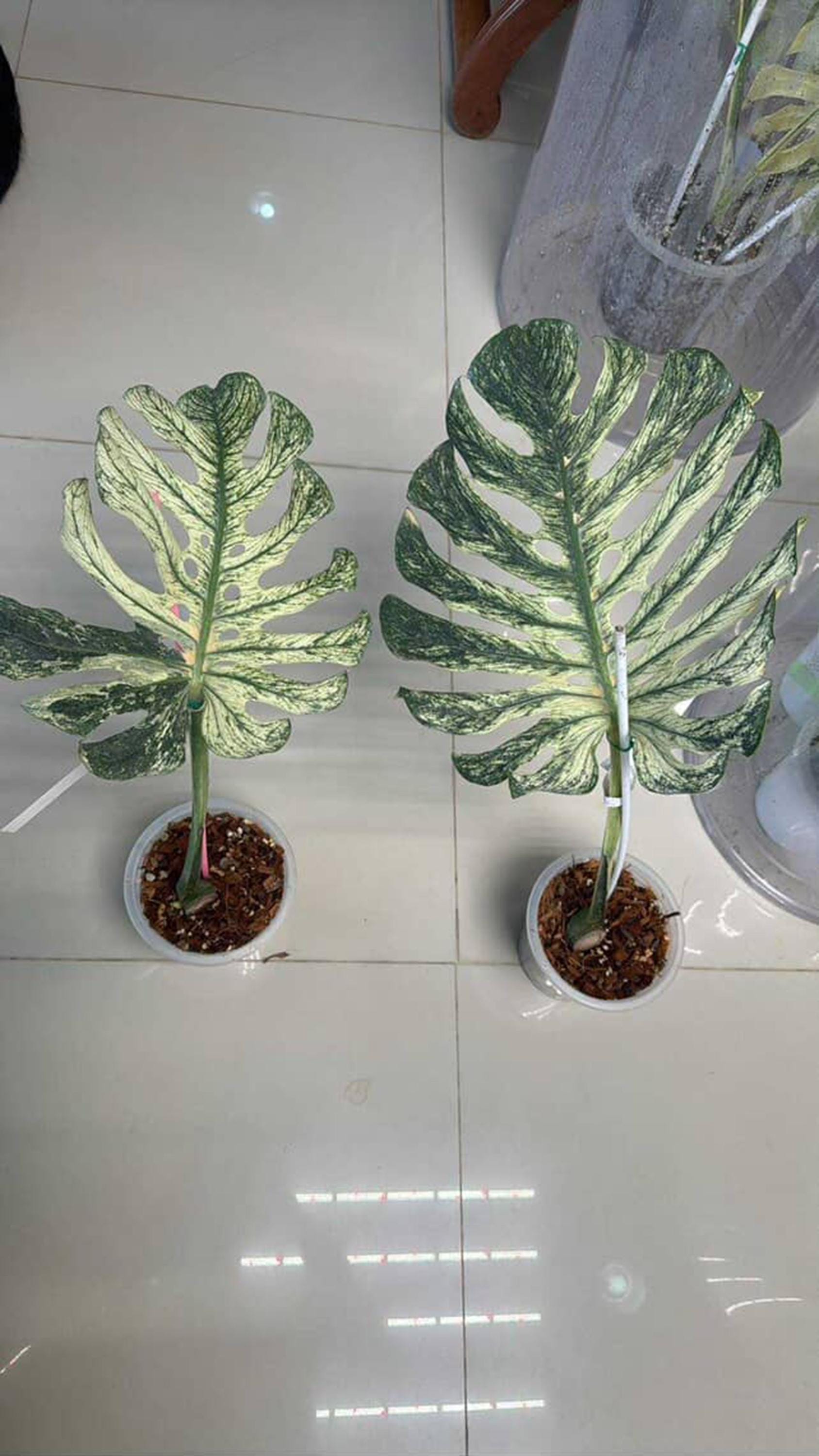 philodendron happy leaf Heart Leaf Philodendron 4in main image 1