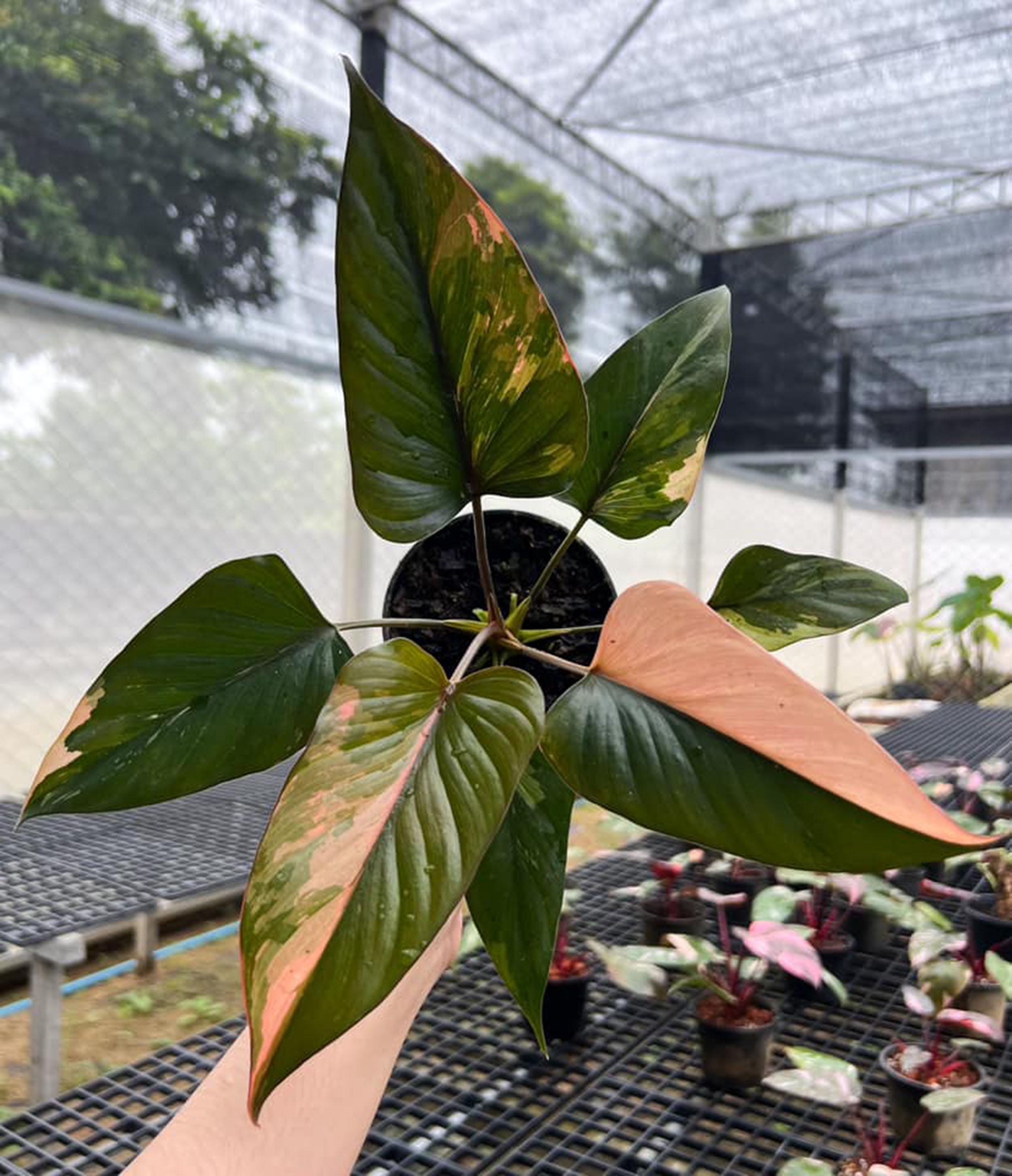 ホマロメナ ピンクダイヤモンド 斑入り 6インチポット 希少植物