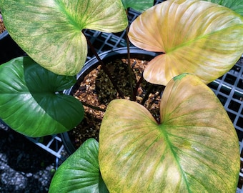 Homalomena rubescens mint pink variegated Starter Plant | Well variegation