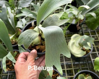 Platycerium Beluga, 4" pot