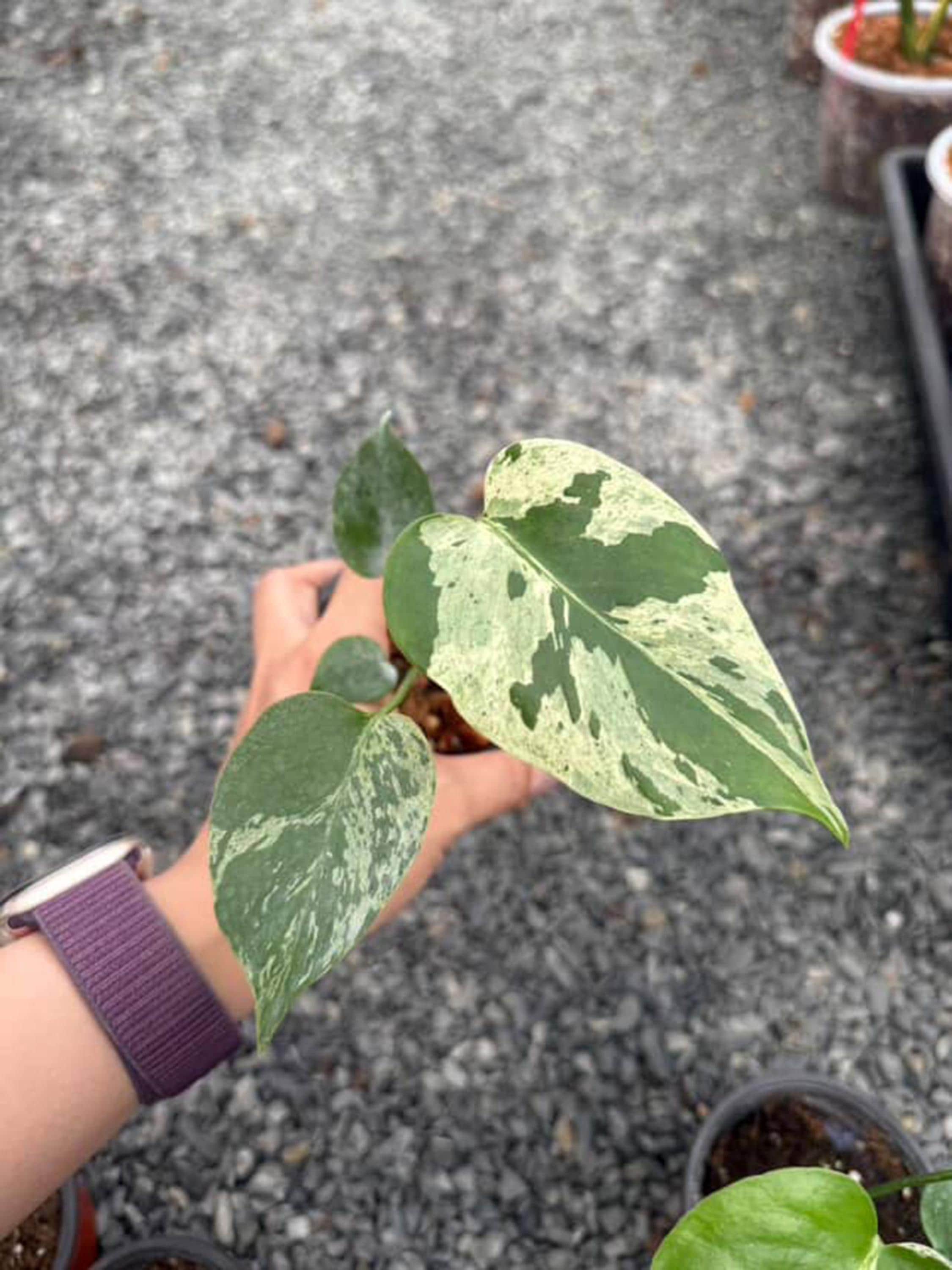 Monstera white lava - Etsy 日本