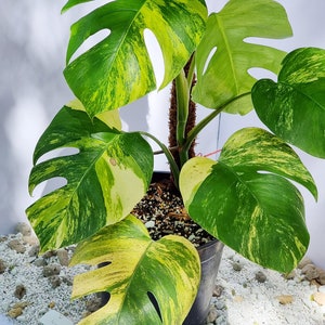 May include: A variegated Monstera plant with yellow and green leaves in a black pot. The plant is surrounded by white pebbles.