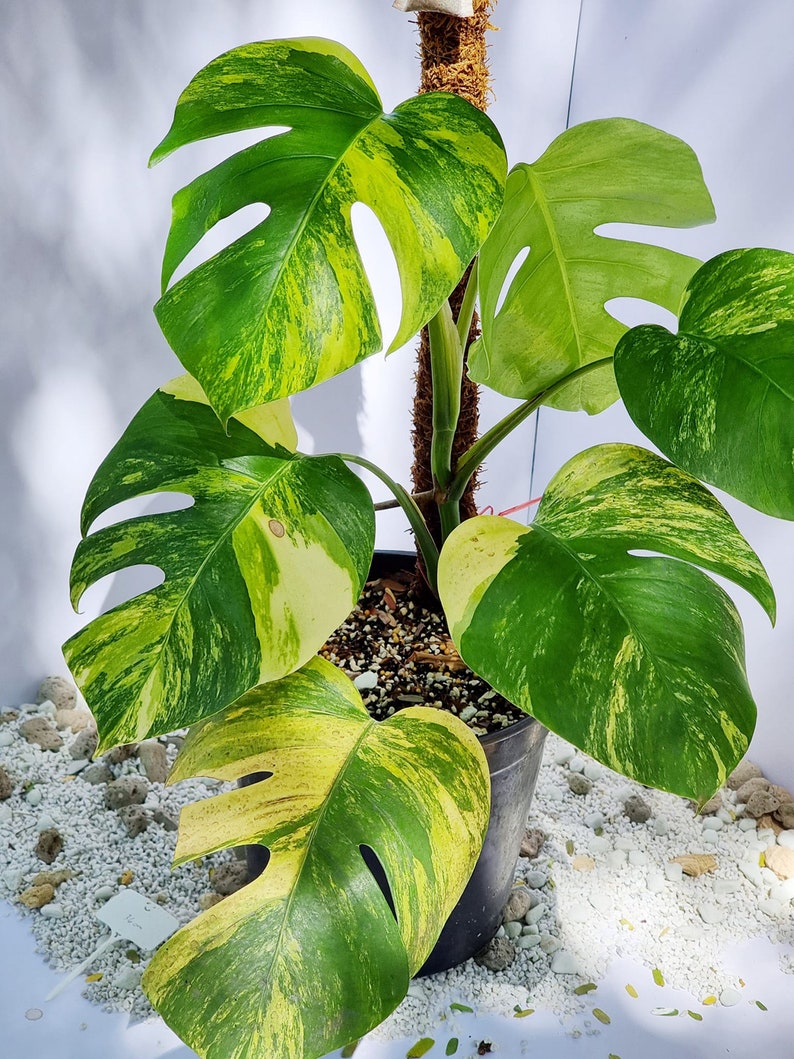 May include: A variegated Monstera plant with yellow and green leaves in a black pot. The plant is surrounded by white pebbles.