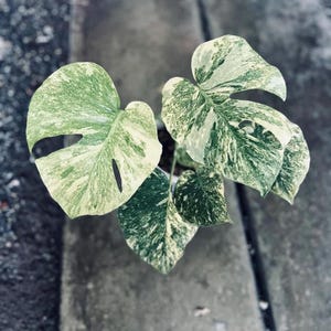 Monstera Thai Constellation Green Snow | Monstera Green Snow 6&quot; Well variegation