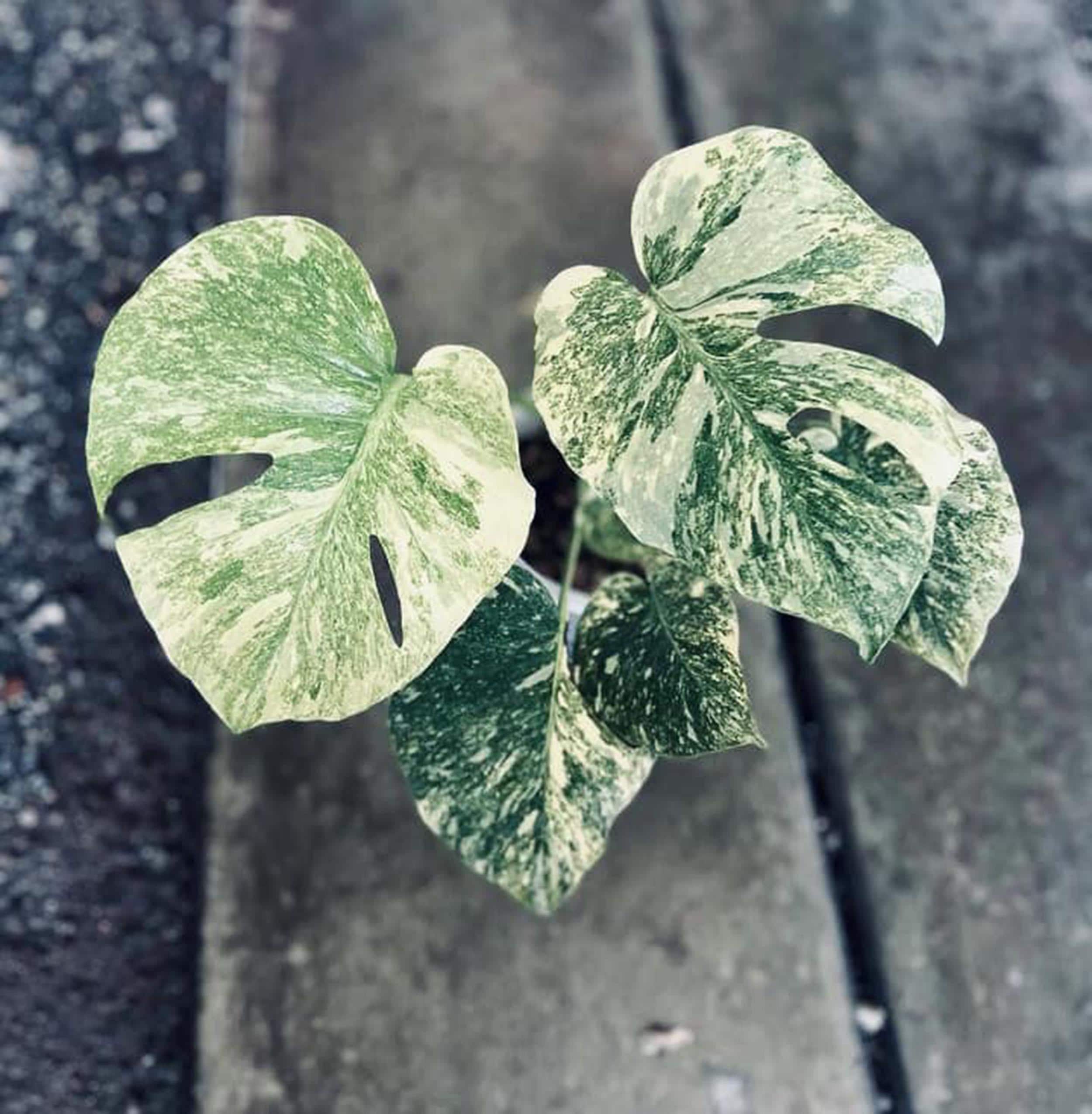 通販フラワー・ガーデニング - モンステラ デリシオーサ グリーン