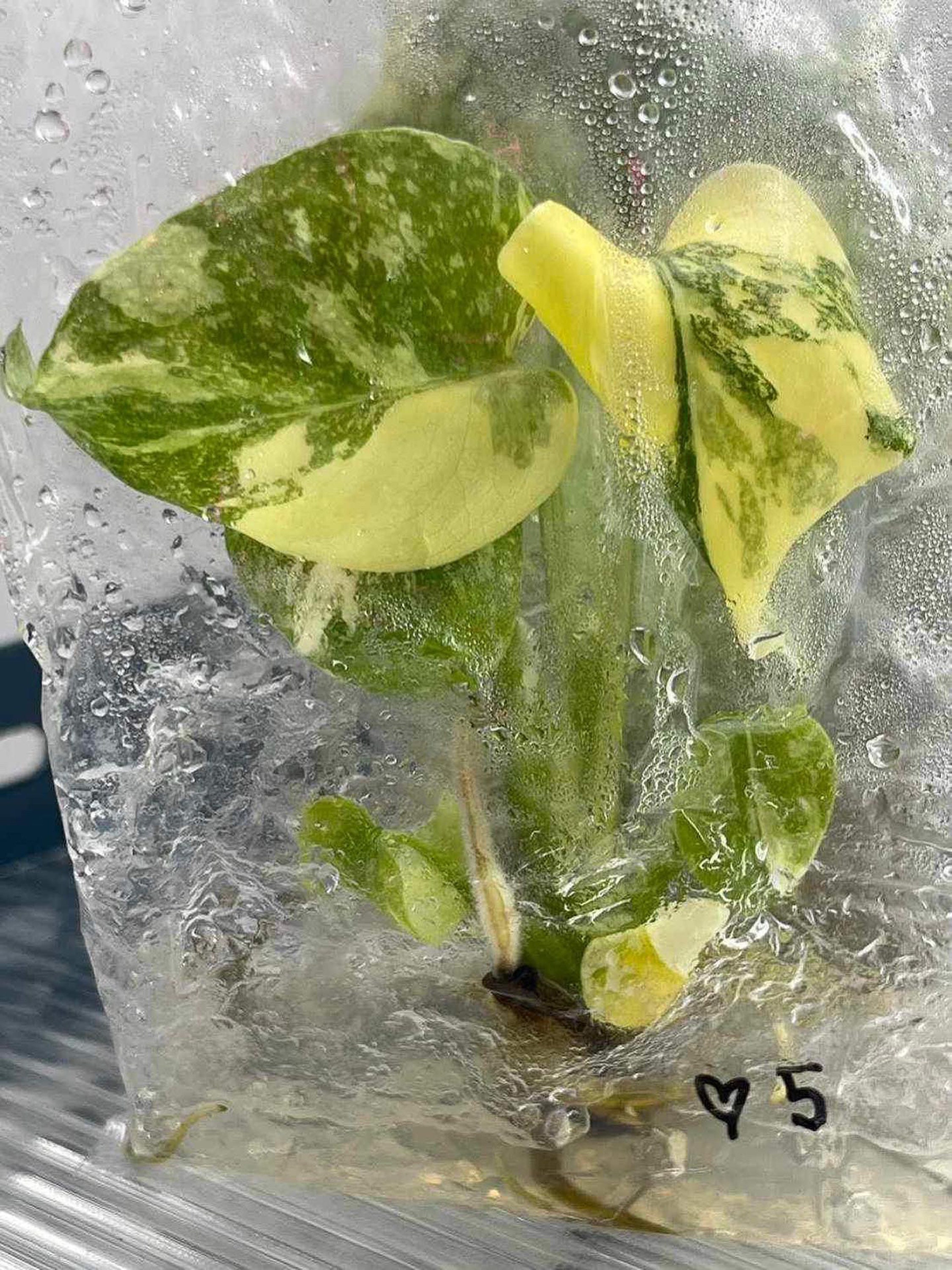 【１】モンステラ　クリームブリュレ　組織培養 斑入りモンステラ タイ・コンステレーション クレームブリュレ 組織