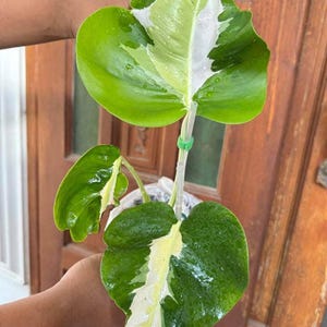 Monstera Deliciosa White Lava, Well variegation