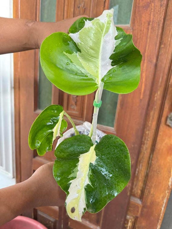 1」Monstera White Lava Variegata モンステラ ホワイトラヴァ 斑入り