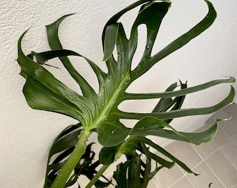 May include: A large, deep green Monstera leaf with prominent fenestrations and elongated, pointed lobes. The surface of the leaf displays a glossy texture with visible water droplets scattered across the veins and the central stem structure.