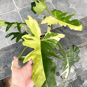 May include: A variegated Monstera plant with large, green and yellow leaves. The plant is being held by a hand.