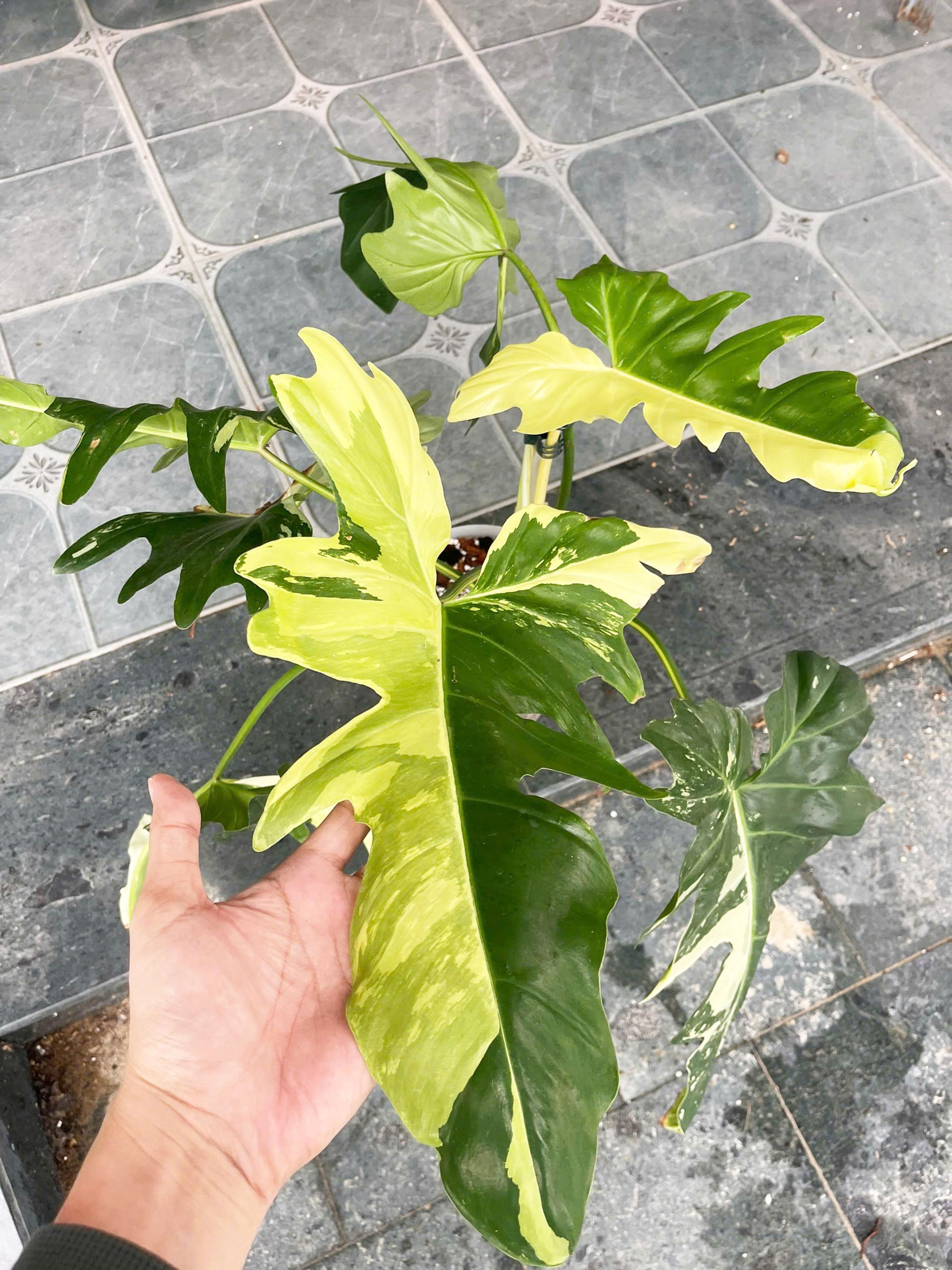 Philodendron 'Golden Dragon' Variegated (wk1-J)