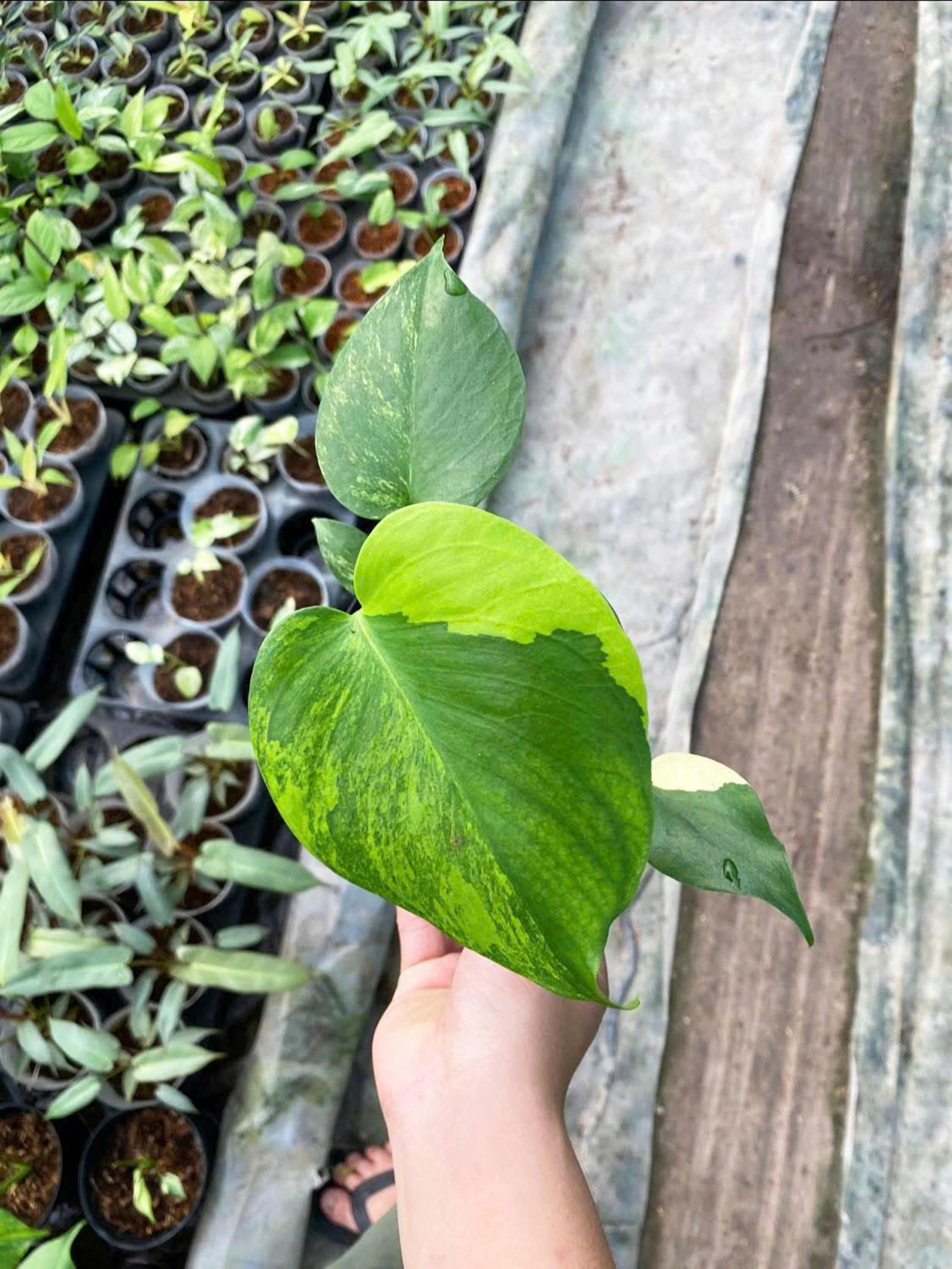 Variegated Yellow Marilyn Monstera Plant, 4
