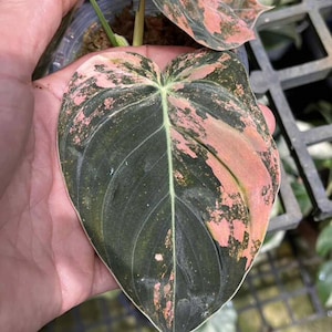 May include: A close-up of a heart-shaped leaf with a dark green base, patterned with pink and light green variegation. The leaf is held in a clear plastic pot, highlighting the plant's unique colour pattern.