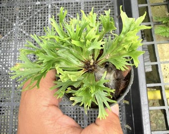 Asplenium Philippines, 4" pot