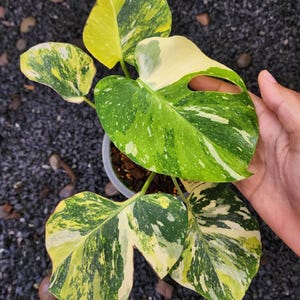 May include: A potted Monstera plant with large, variegated leaves. The leaves display a mix of green, yellow, and white patterns. The plant is set against a dark background of small stones.