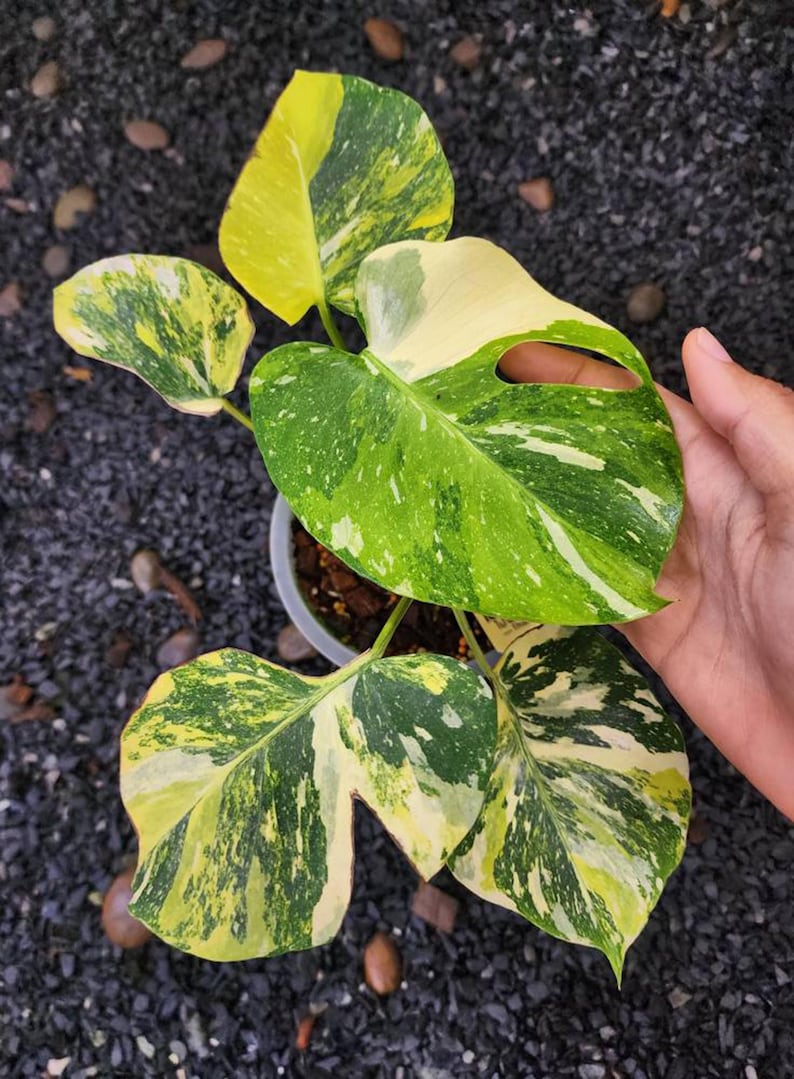 May include: A potted Monstera plant with large, variegated leaves. The leaves display a mix of green, yellow, and white patterns. The plant is set against a dark background of small stones.