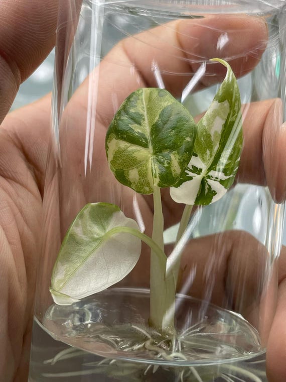 斑入りアロカシア・マハラニ・アルボ - 希少組織培養植物 - Etsy 日本