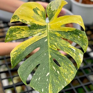 May include: A close-up of a variegated Monstera leaf, showcasing a vibrant mix of green and yellow hues. The leaf has a split shape with fenestrations, and the colors are speckled throughout. The background includes other plants in white pots.