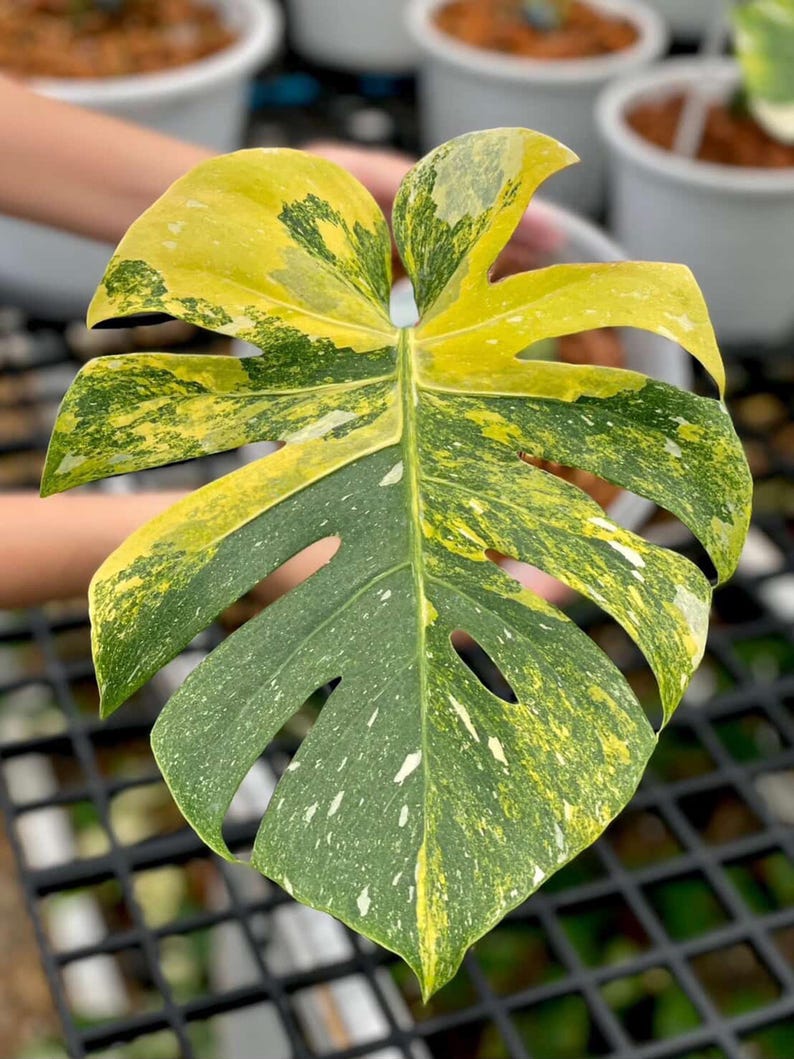 May include: A close-up of a variegated Monstera leaf, showcasing a vibrant mix of green and yellow hues. The leaf has a split shape with fenestrations, and the colors are speckled throughout. The background includes other plants in white pots.