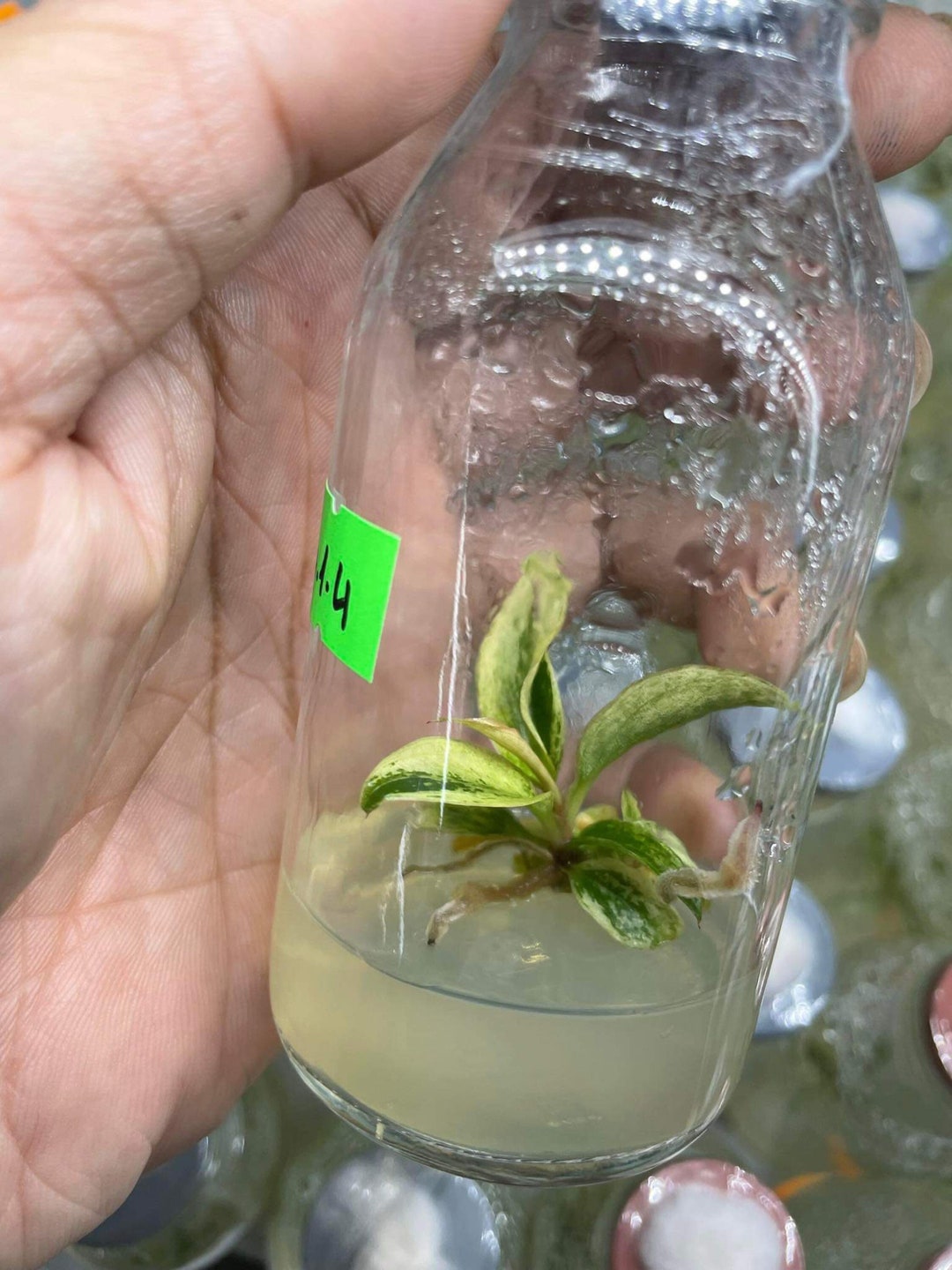 Philodendron Caramel Marble Variegated Tissue Culture High