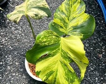 Monstera Electrolight King, 6" pot, Rare Plant
