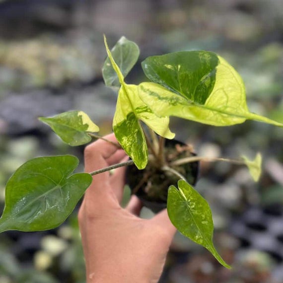 斑入りアロカシア・スティングレイ | 4インチ鉢植え熱帯観葉植物