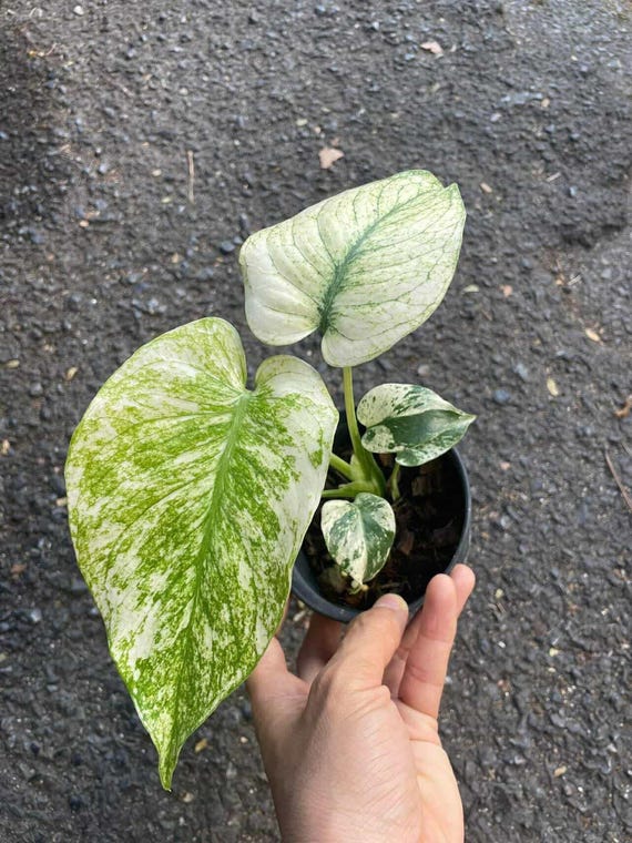 Variegated Monstera Deliciosa White Monster Rare Plant, 4