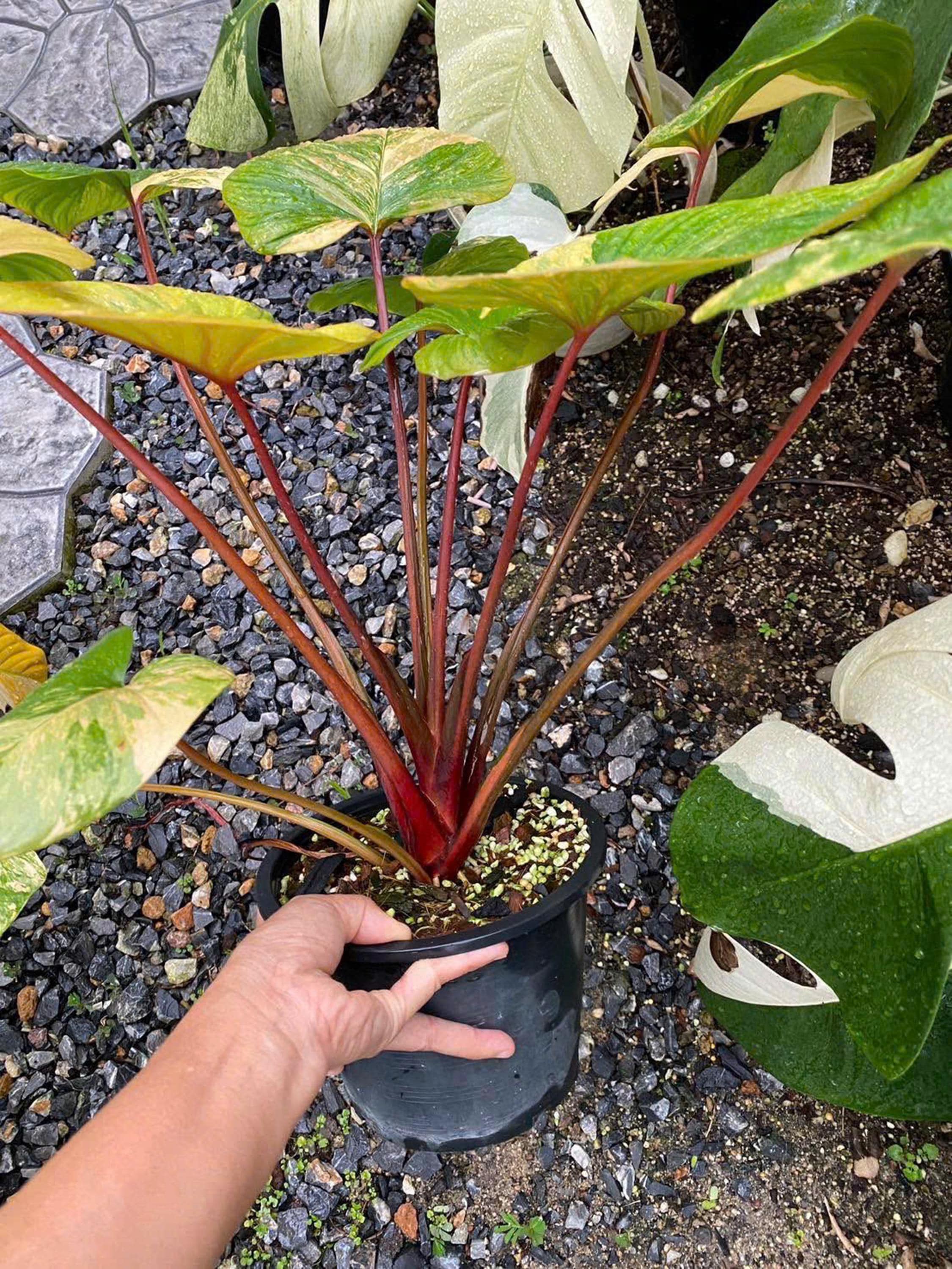 Homalomena Peach Aurea Color Variegated 6